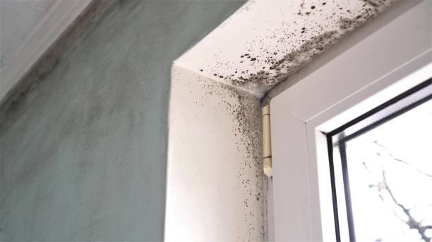 Best Post-Flood Mold Remediation in Abingdon, VA