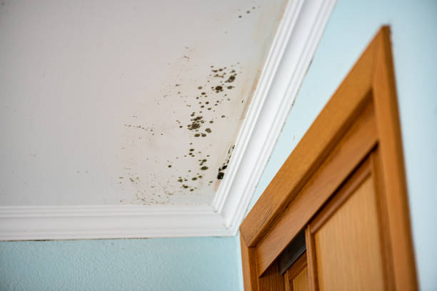 Abingdon, VA Mold Remediation Company