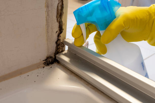 Best Insurance-Related Mold Remediation in Abingdon, VA