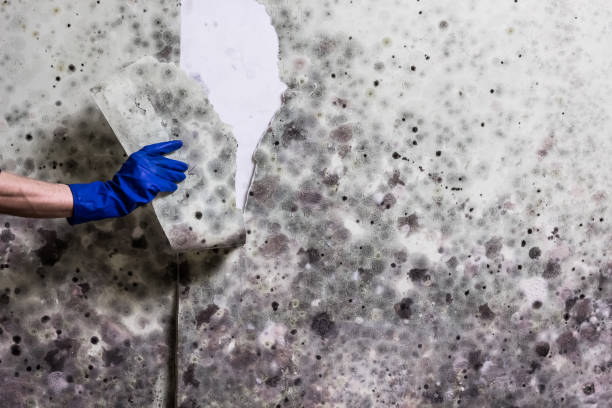 Best Black Mold Remediation in Abingdon, VA
