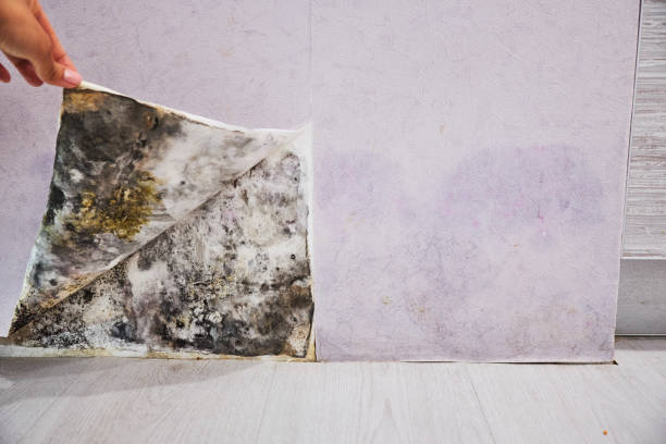 Best Localized Mold Remediation (e.g., coastal areas, humid climates) in Abingdon, VA